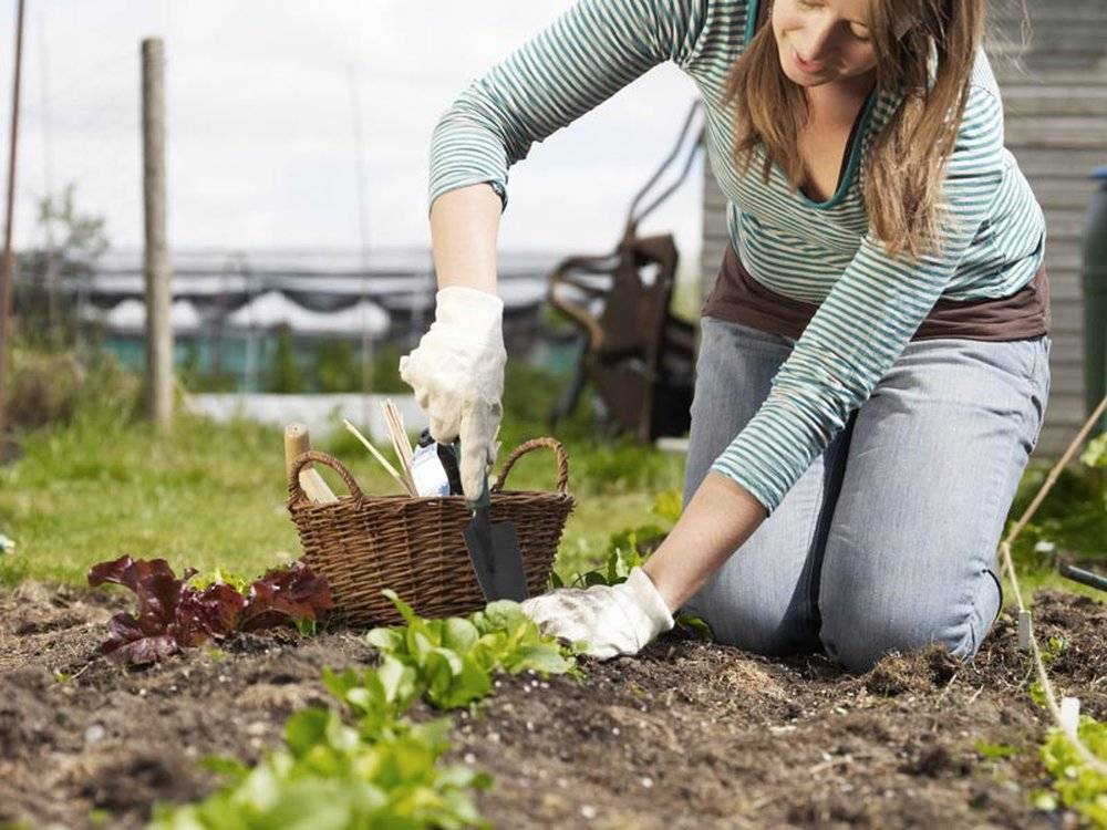 Garden Harmony: Съвети за съвместна грижа за градинари и градинари